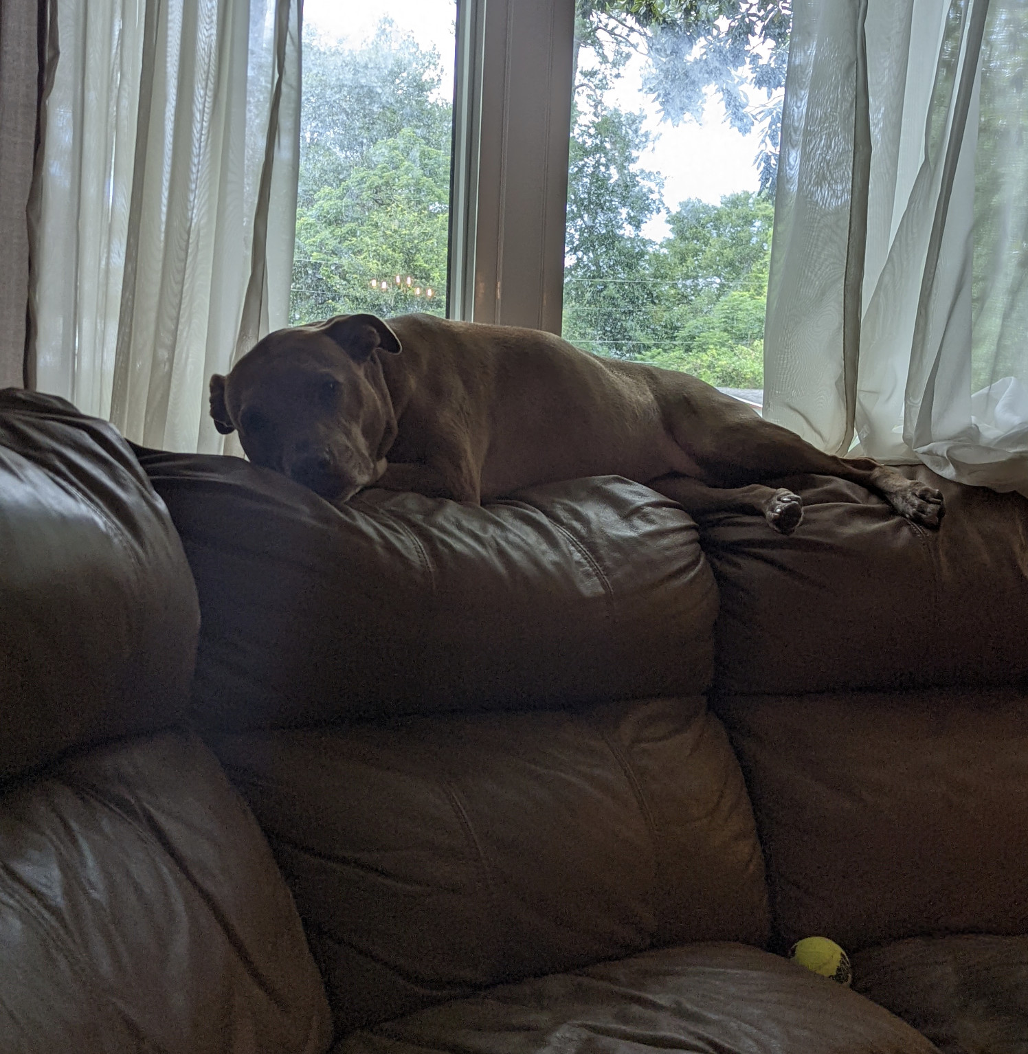 Juniper, a dog, lazes atop an oversized leather couch, giving her a clear view out the window.