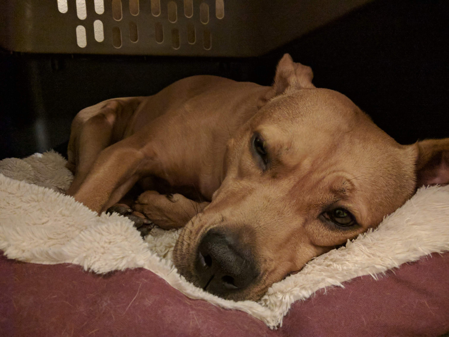 Barley, a dog, slips briefly into consciousness before continuing a nap in her crate.