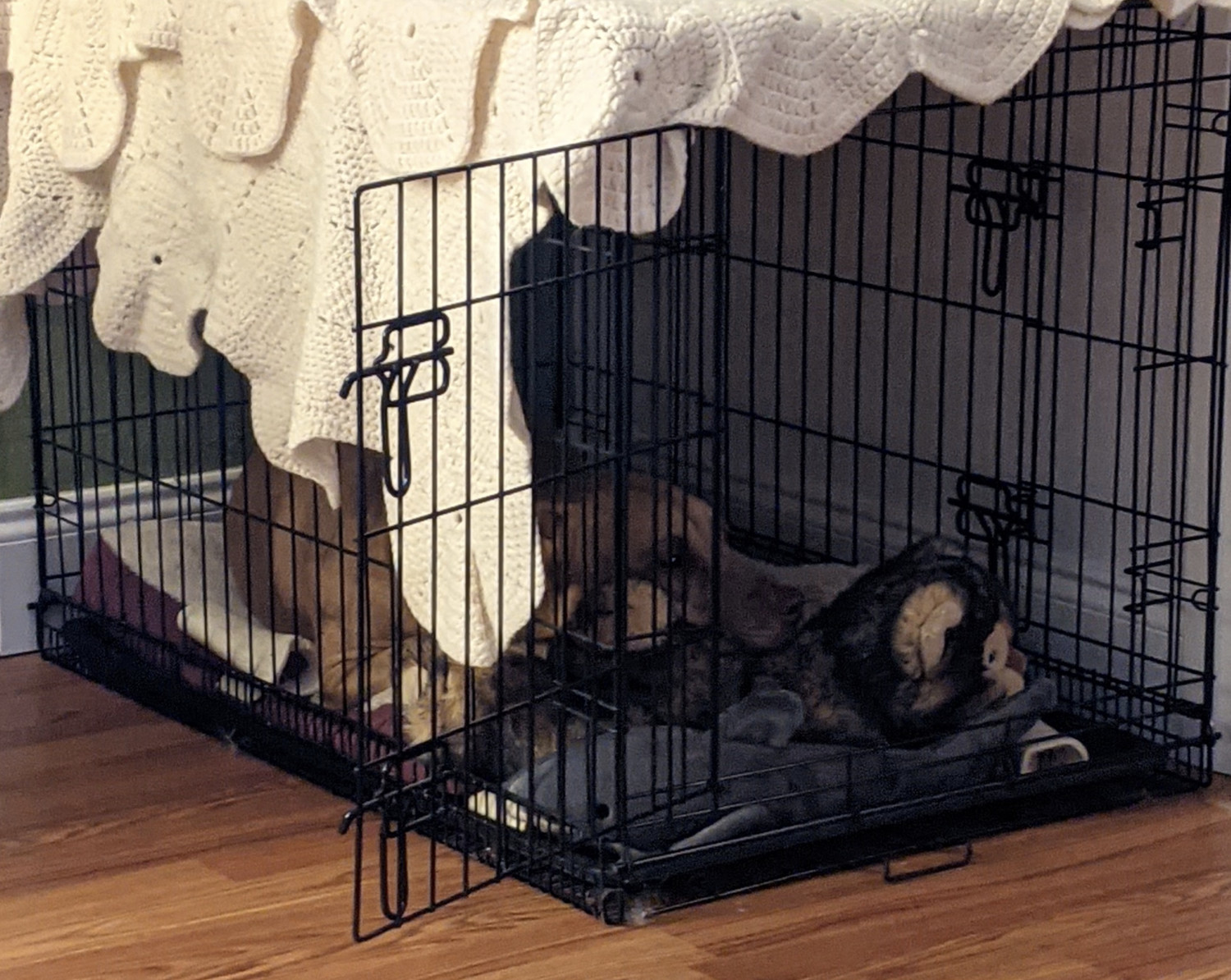 Juniper, a dog, hangs out in her crate with her beloved stuffies, watching out the open door from within the shadow cast by a crocheted blanket draped over its top.