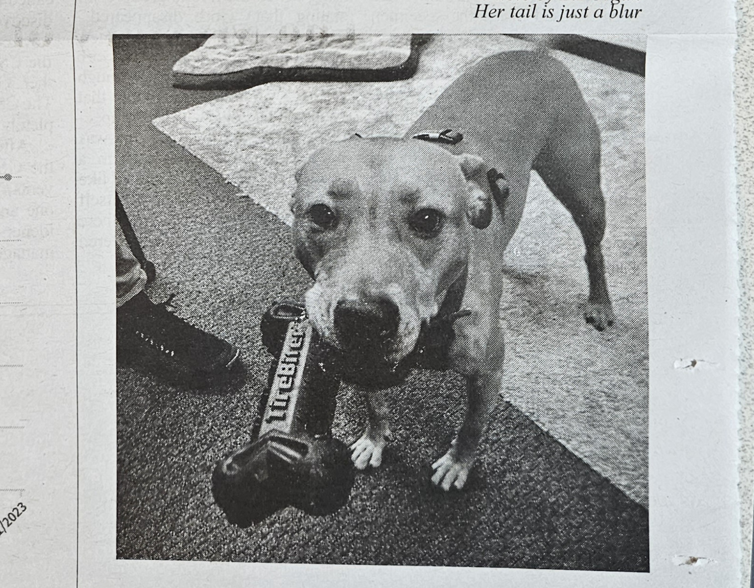 Barley, a dog, is featured in a newspaper.