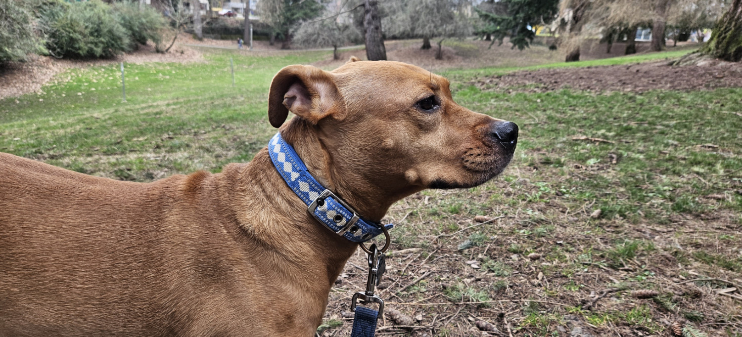 Barley, a dog, viewed in profile against a rolling expanse of grass and trees.