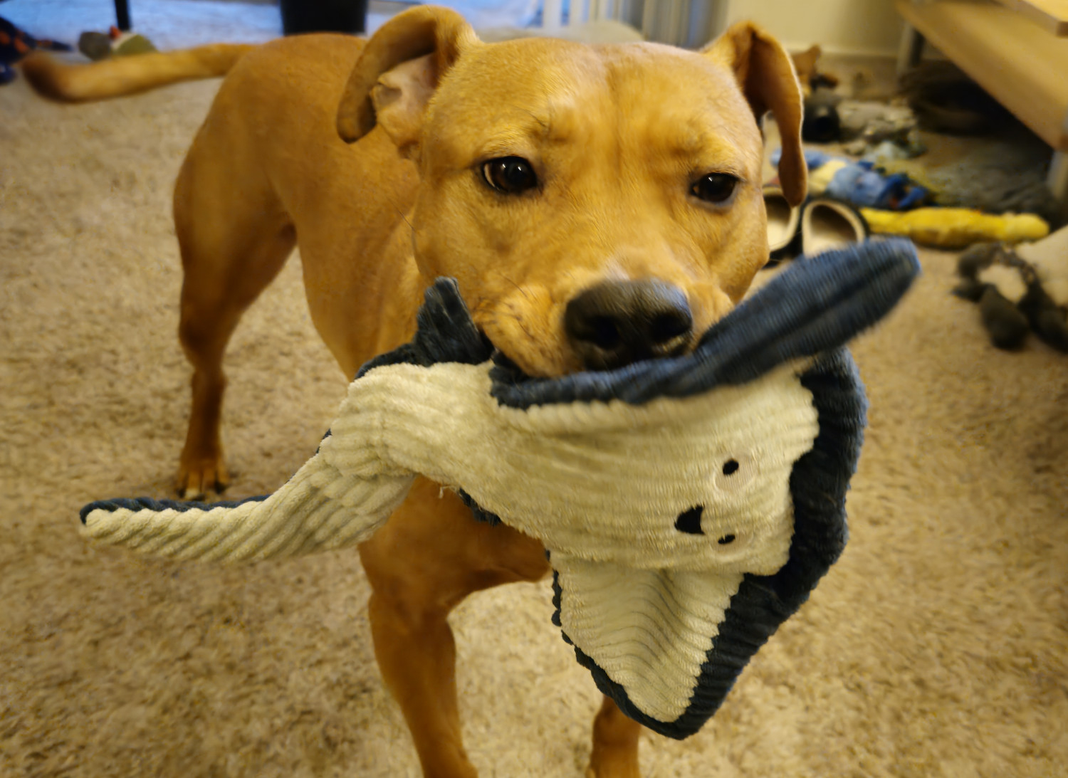 Barley, a dog, holds her toy manta ray in her jaws. The manta ray is weirdly into it.