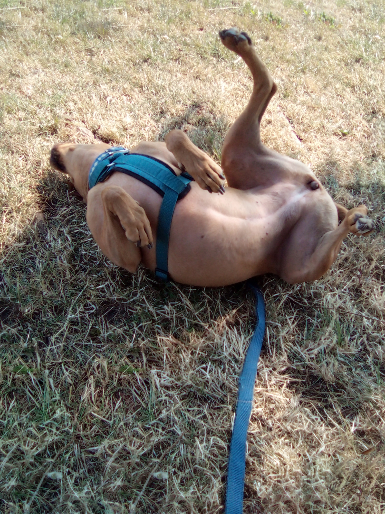 Barley, a dog, has rolled into her back and is gleefully wiggling back and forth, paws in the air.