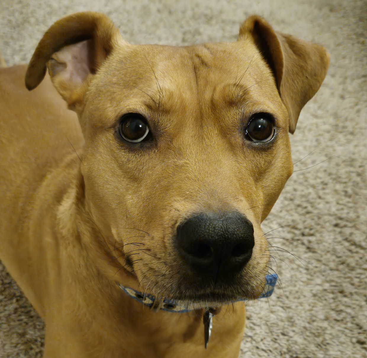 Barley, a dog, stares intently into the camera.