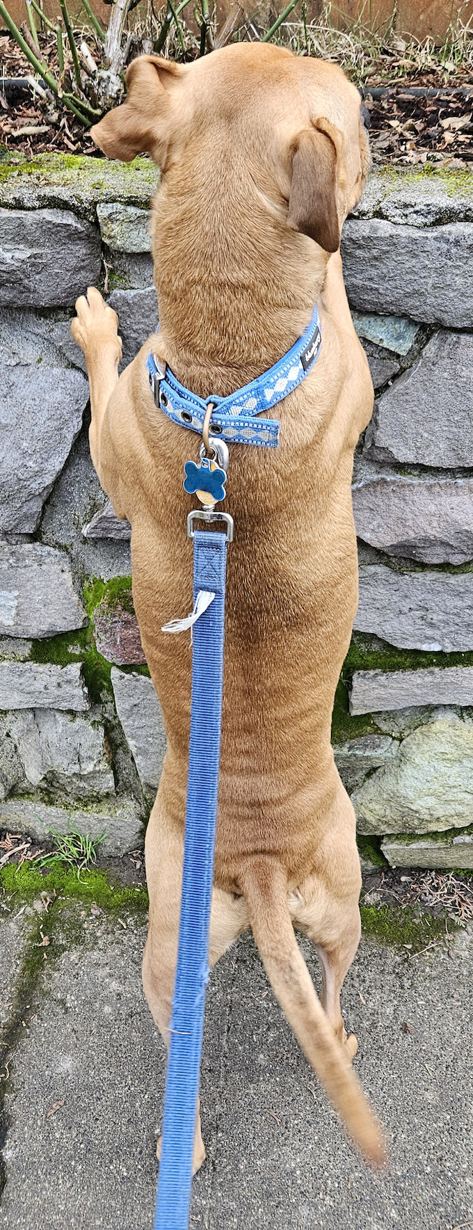 Barley, a dog, tries to be her tallest self in order to see where a squirrel has gone.