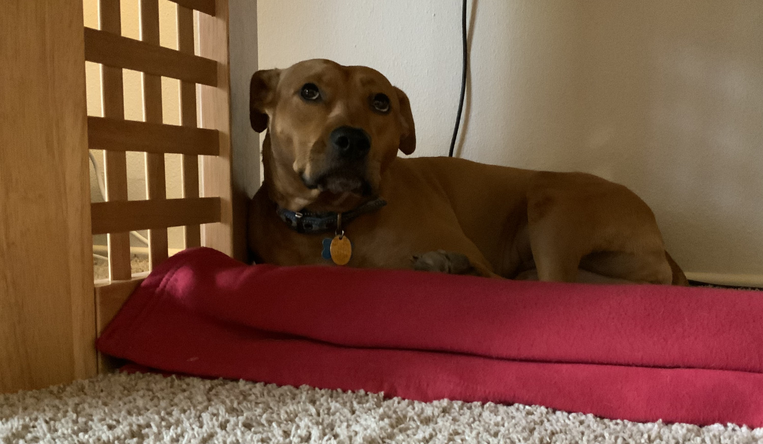 Barley, a dog, is nervous about scary lights in the living room's sky.