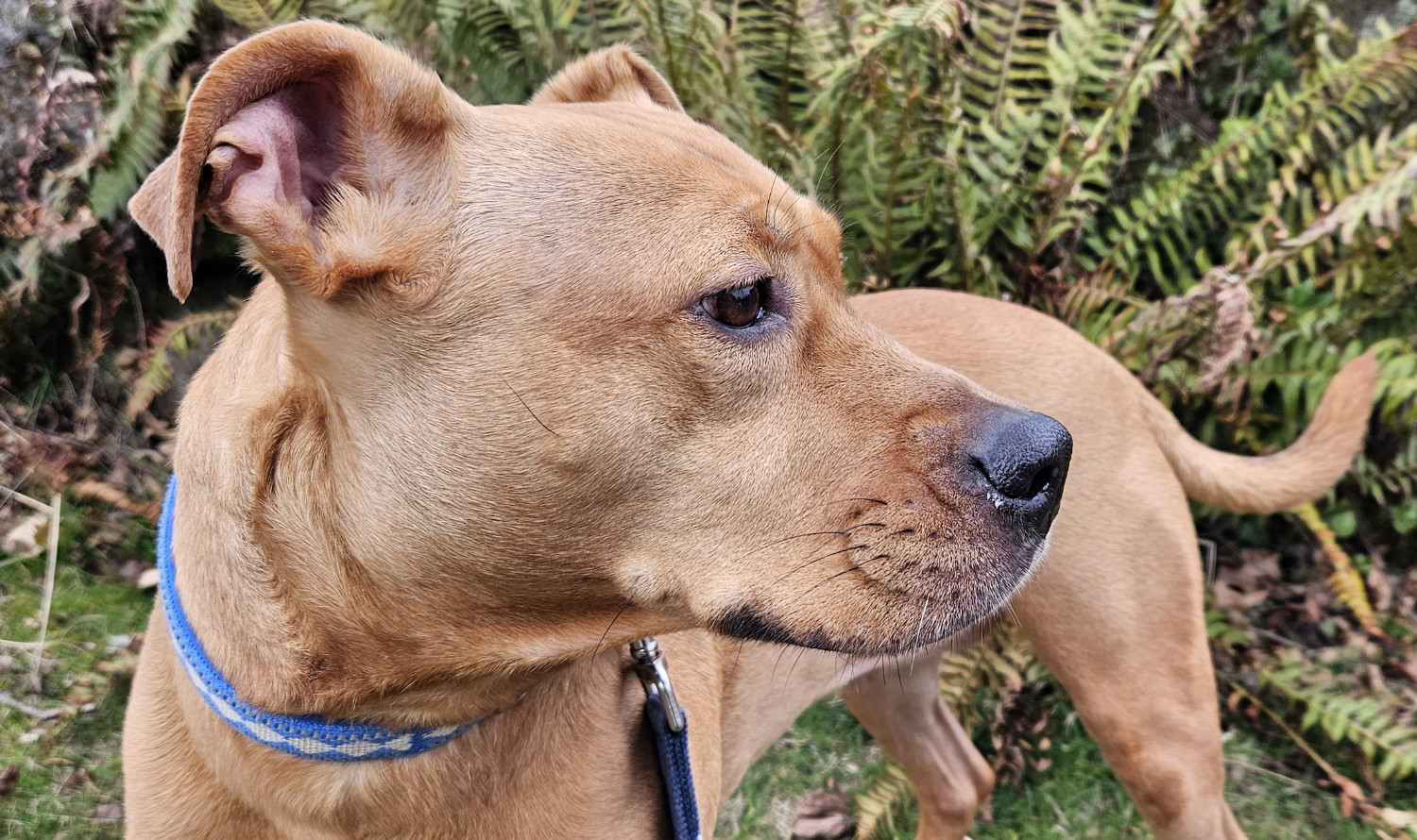 Barley, a dog, turns to ascertain the source of some distant sound.