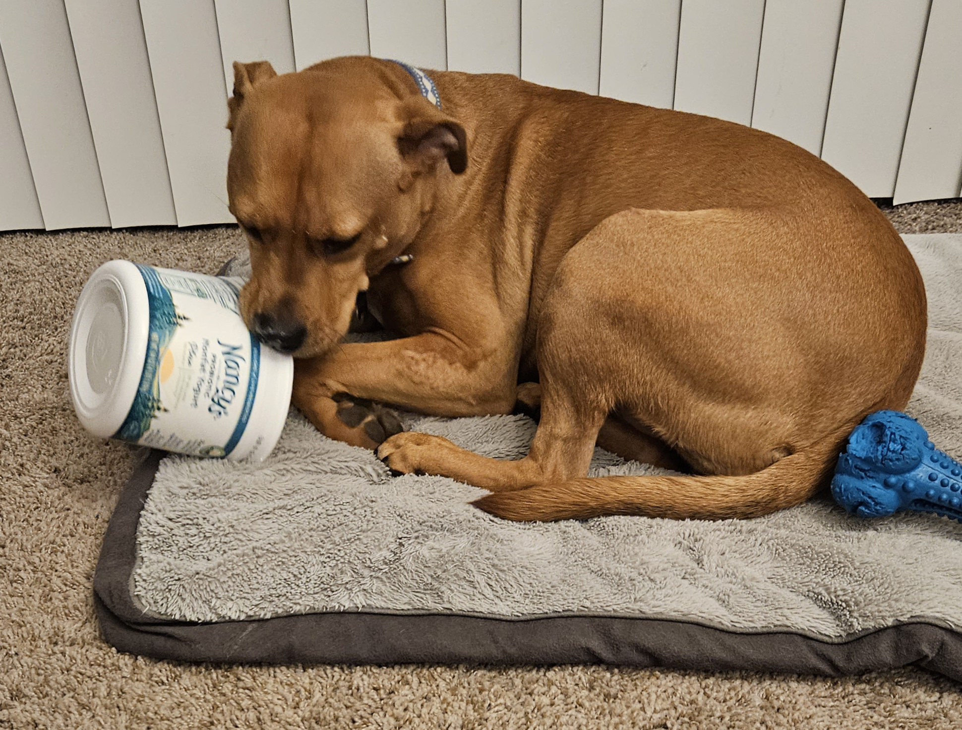 Barley, a dog, makes delicate licks to a tub of Nancy's Probiotic Nonfat Yogurt resting on its side, so as not to push it away while doing so.