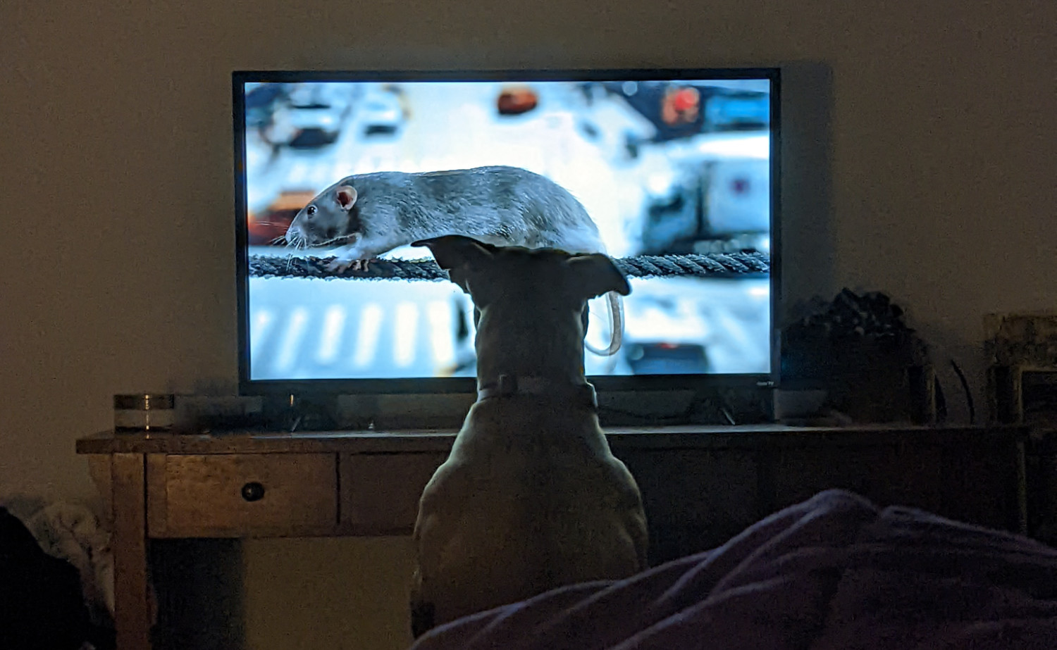 Juniper, a dog, needs to get a close look at the rat that has appeared on the television.