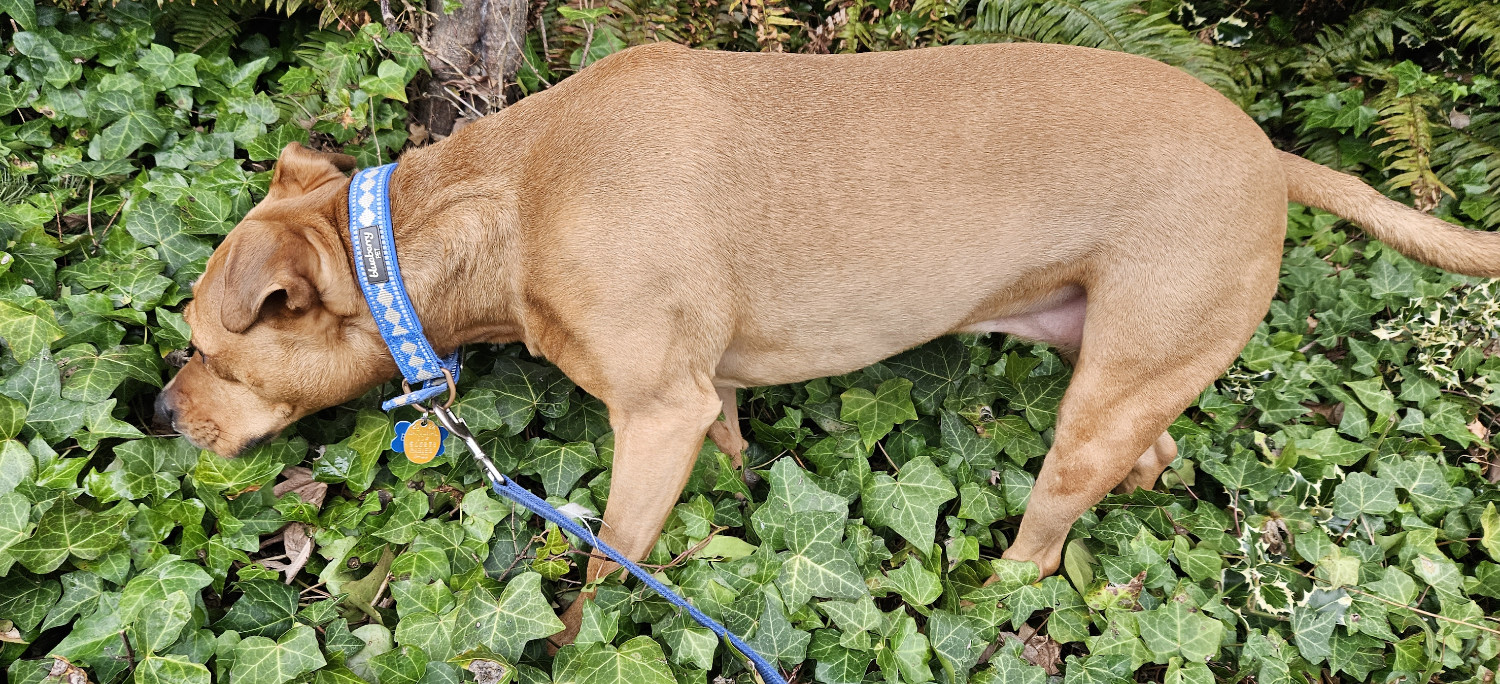 Barley, a dog, snuffles about in a patch of ivy.