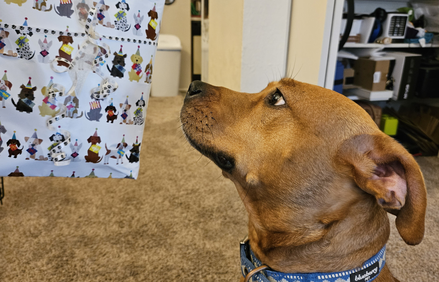 Barley, a dog, examines a gift-wrapped package clearly intended for her.