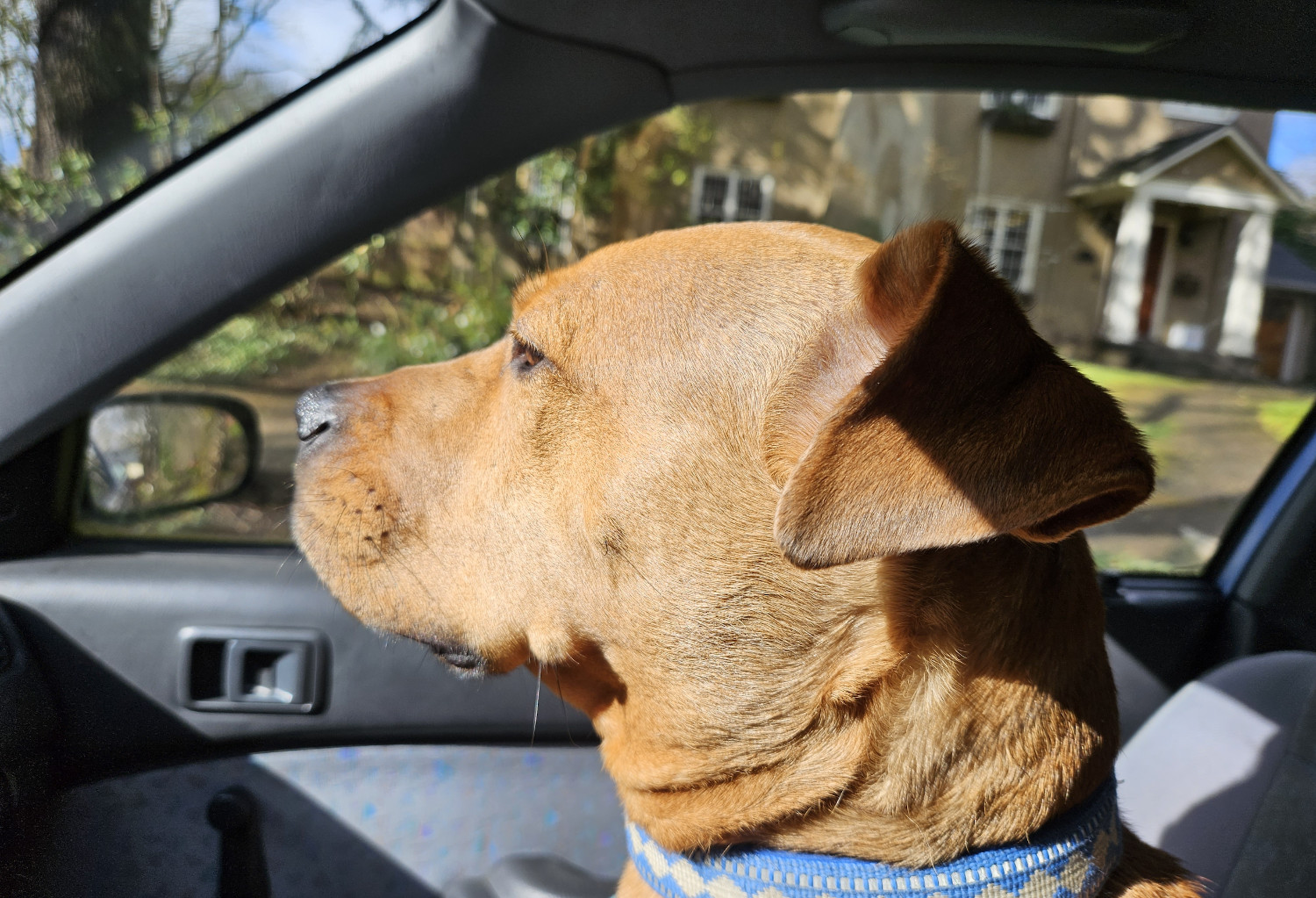 Barley, a dog, captured in profile as she scans the road from the passenger seat.