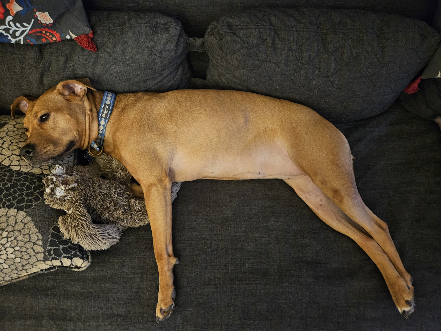 Barley, a dog, relaxes on a futon with Tico, a dog toy, once a sloth and now something lesser.