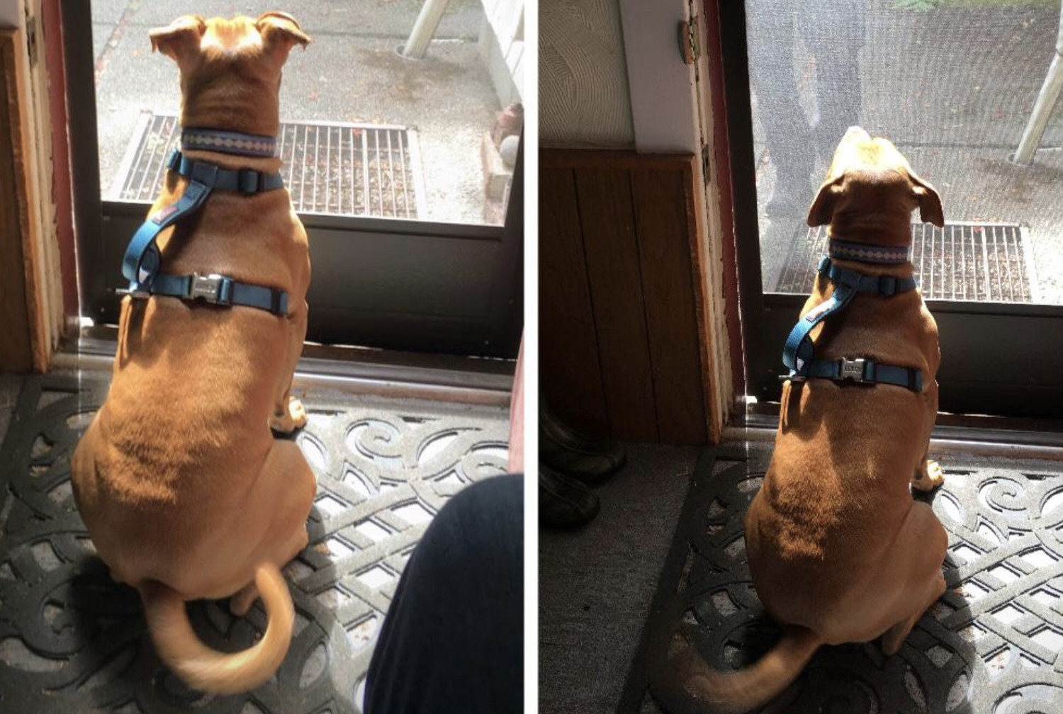 In the left panel, Barley, a dog, sits behind a screen door, her tail wagging fast enough to create motion blur. In the right panel, she looks up excitedly at someone approaching, whose legs are just coming into the frame.