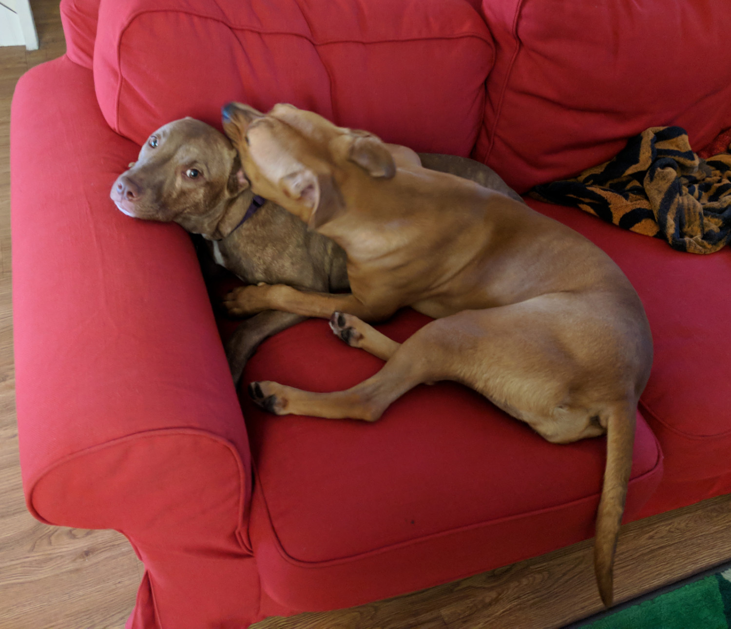 Juniper, a dog, is rather overwhelmed by the overbearing affection of Barley, another dog.