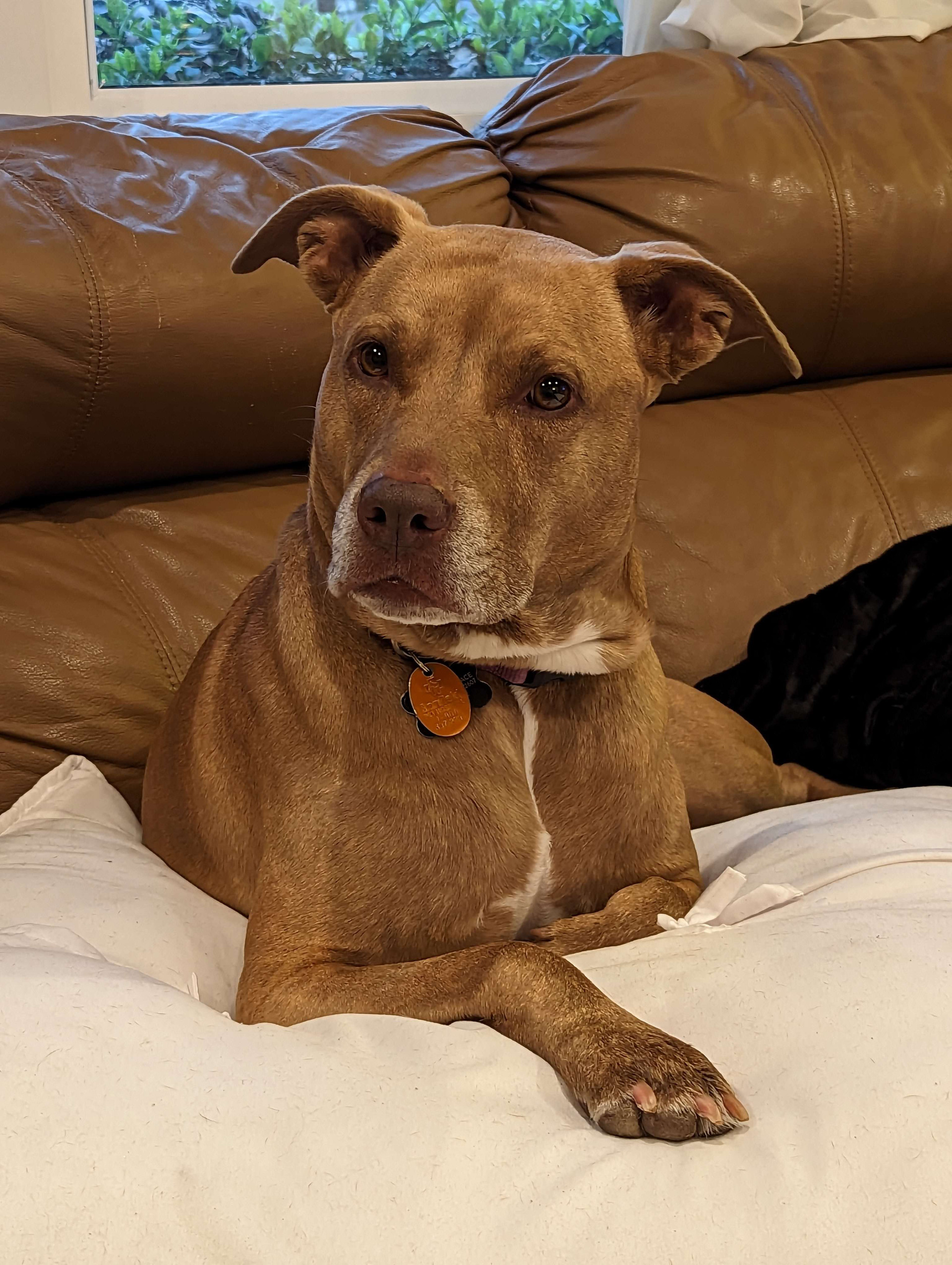 Juniper, a dog, is curious to know more.