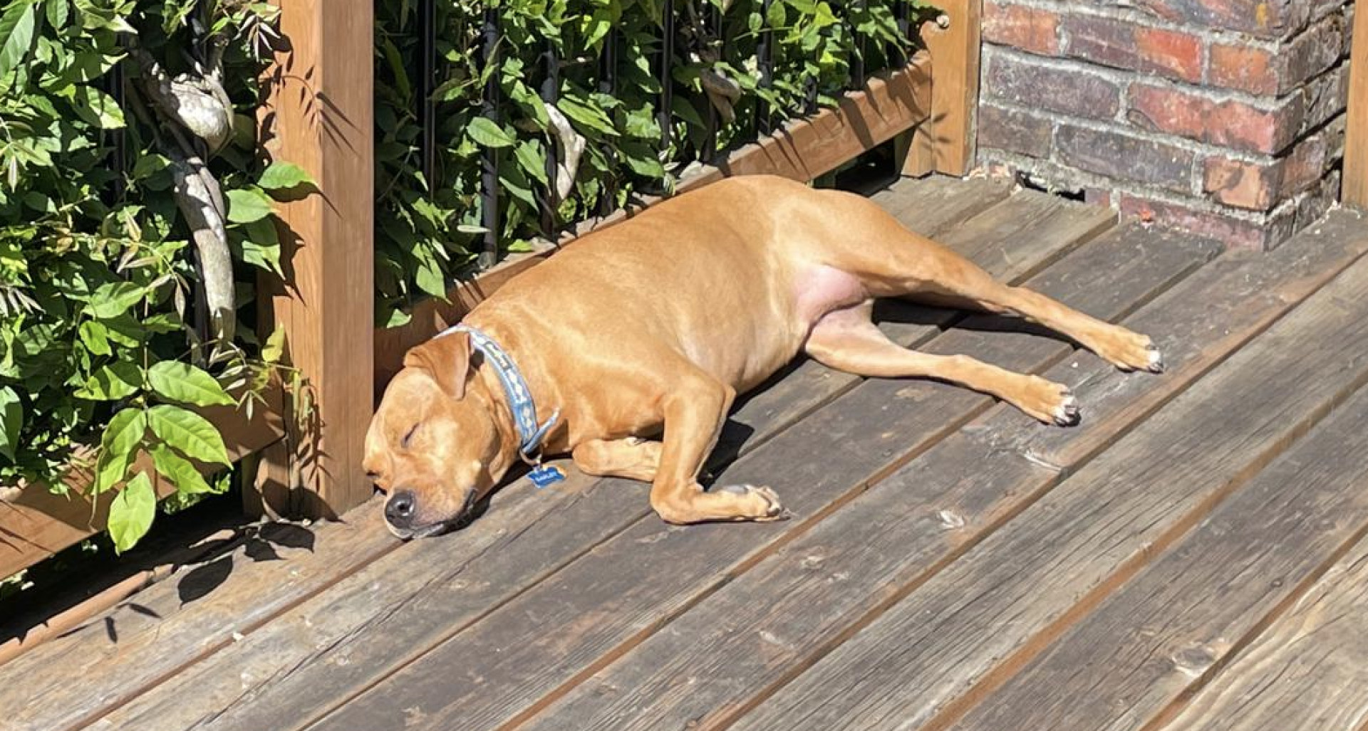 Barley, a dog, blissed out on solar radiation.