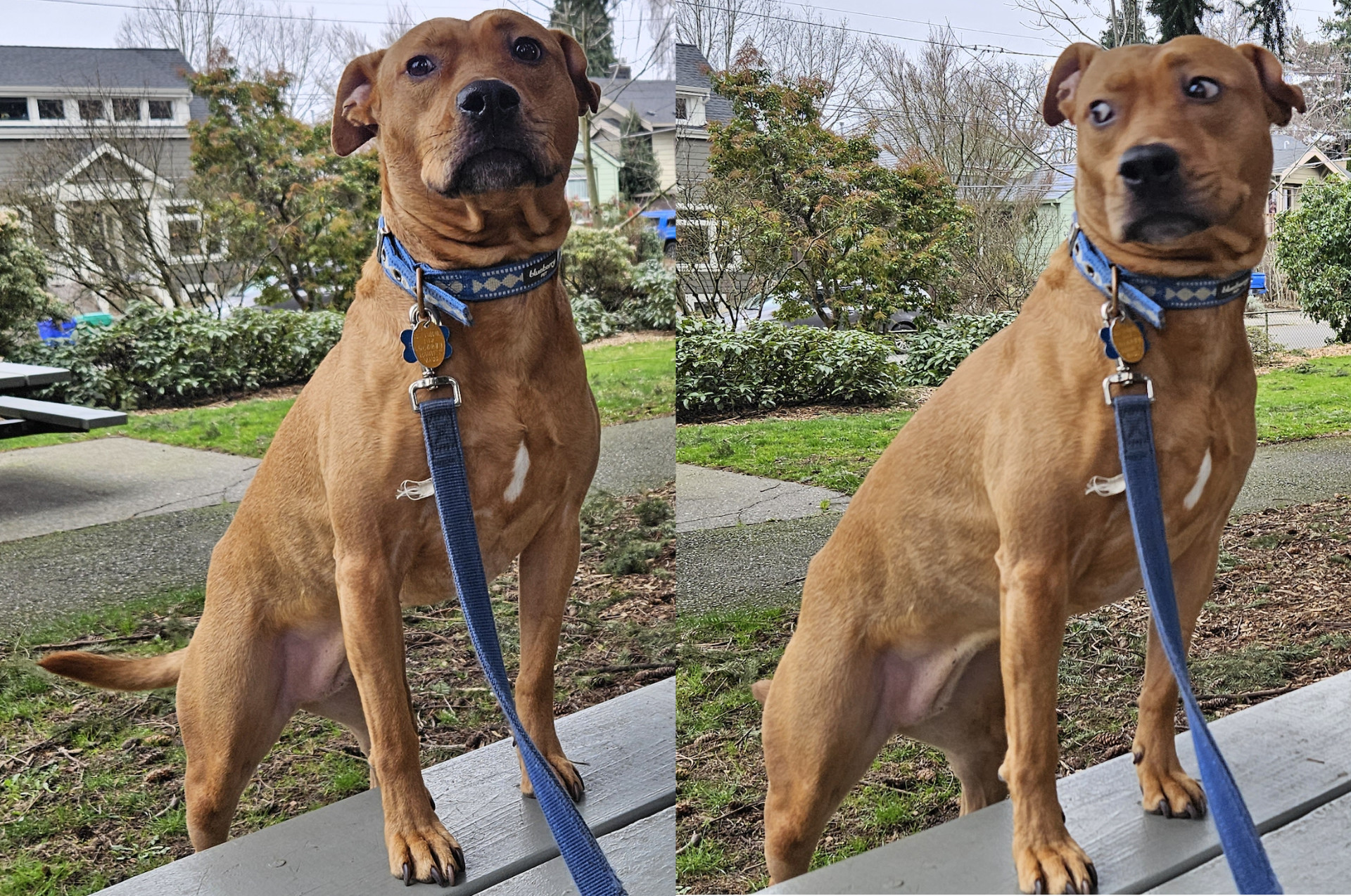 Barley, a dog, is easily distracted during a photoshoot.