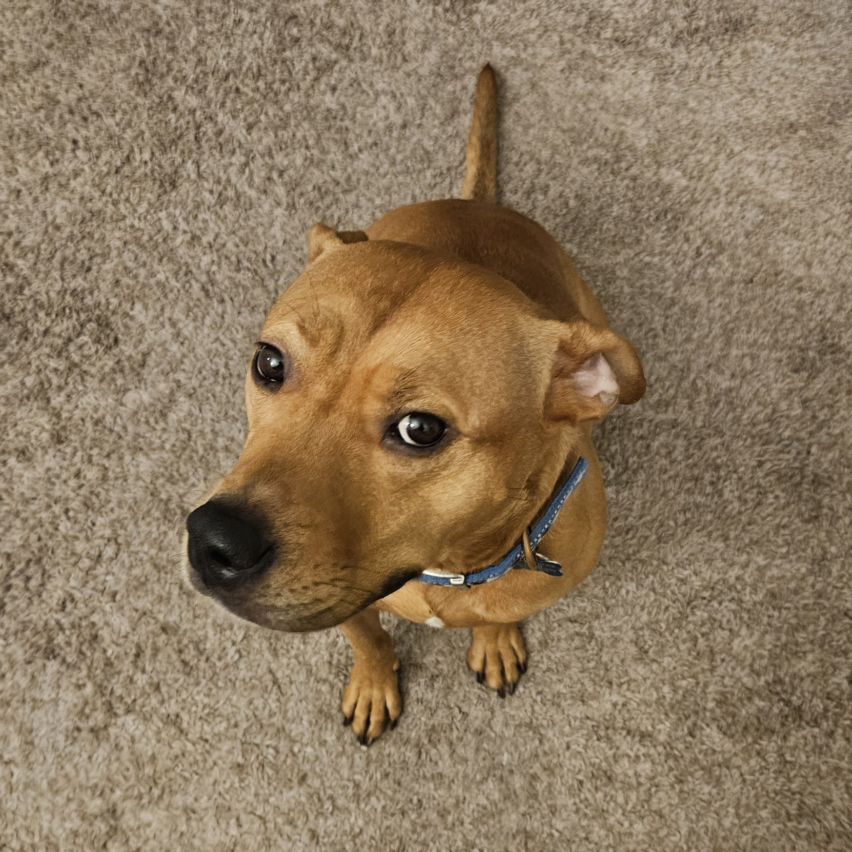 Barley, a dog, sails upon an ocean of carpet.