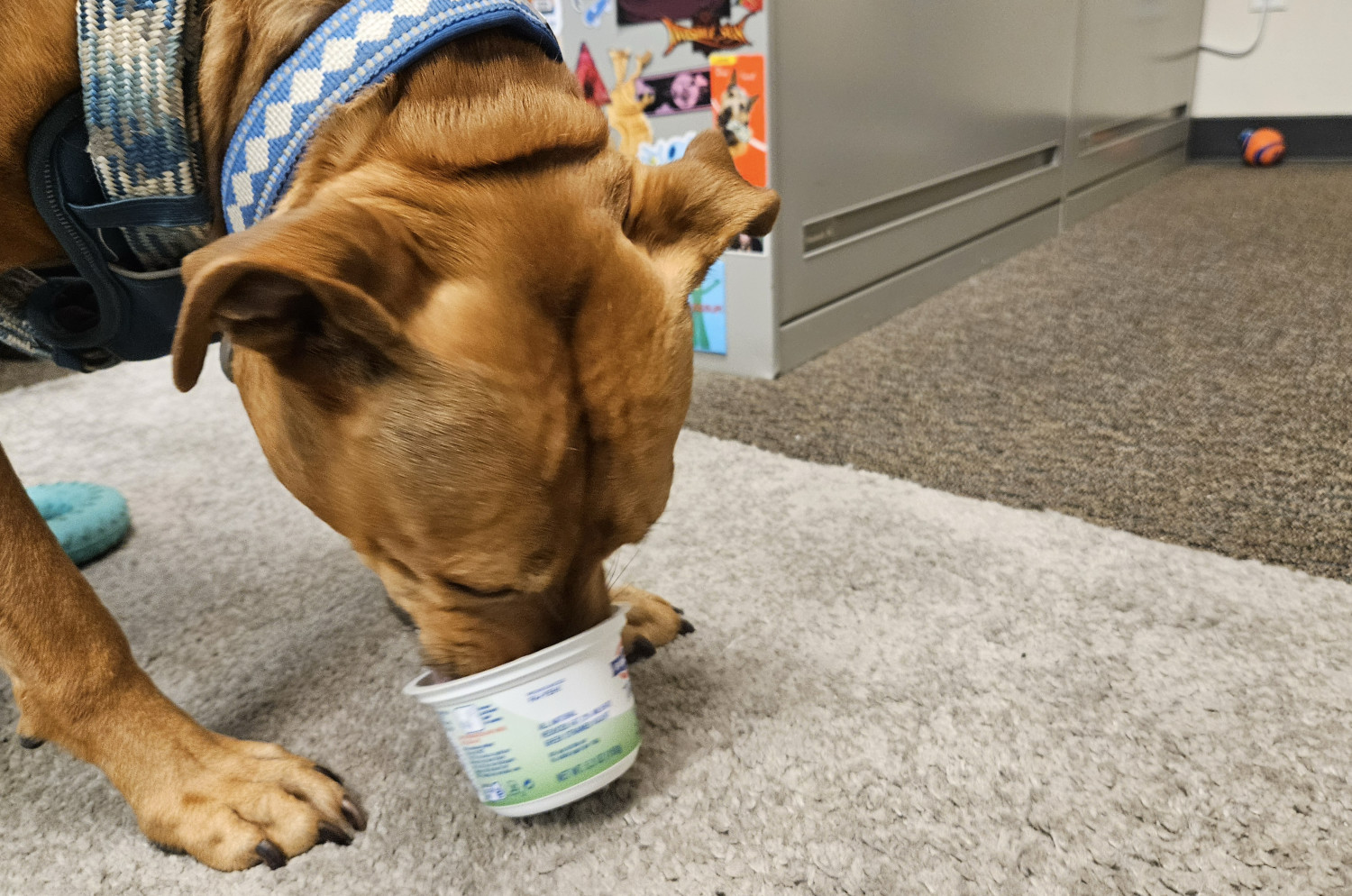 Barley, a dog, enthusiastically licks the residue from a single-serving cup of yogurt.