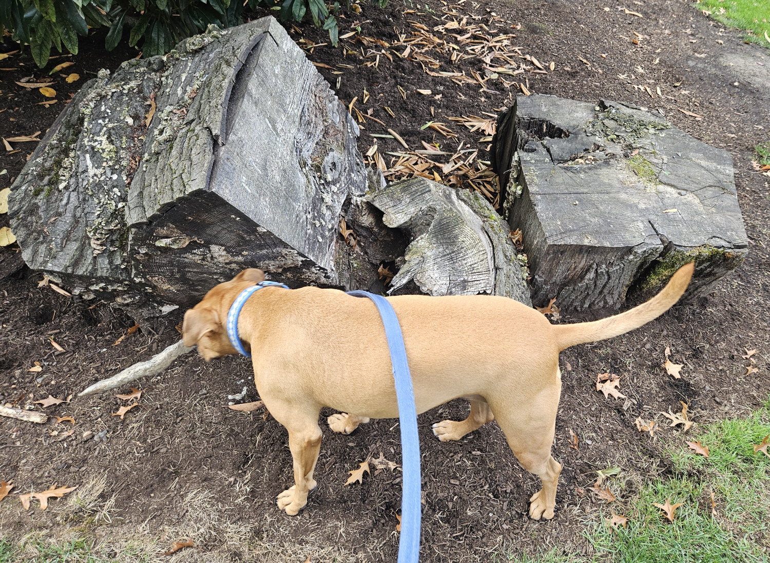 Barley, a dog, sniffs around at the base of several enormous hunks of wood cut years ago from the trunk of a huge tree.