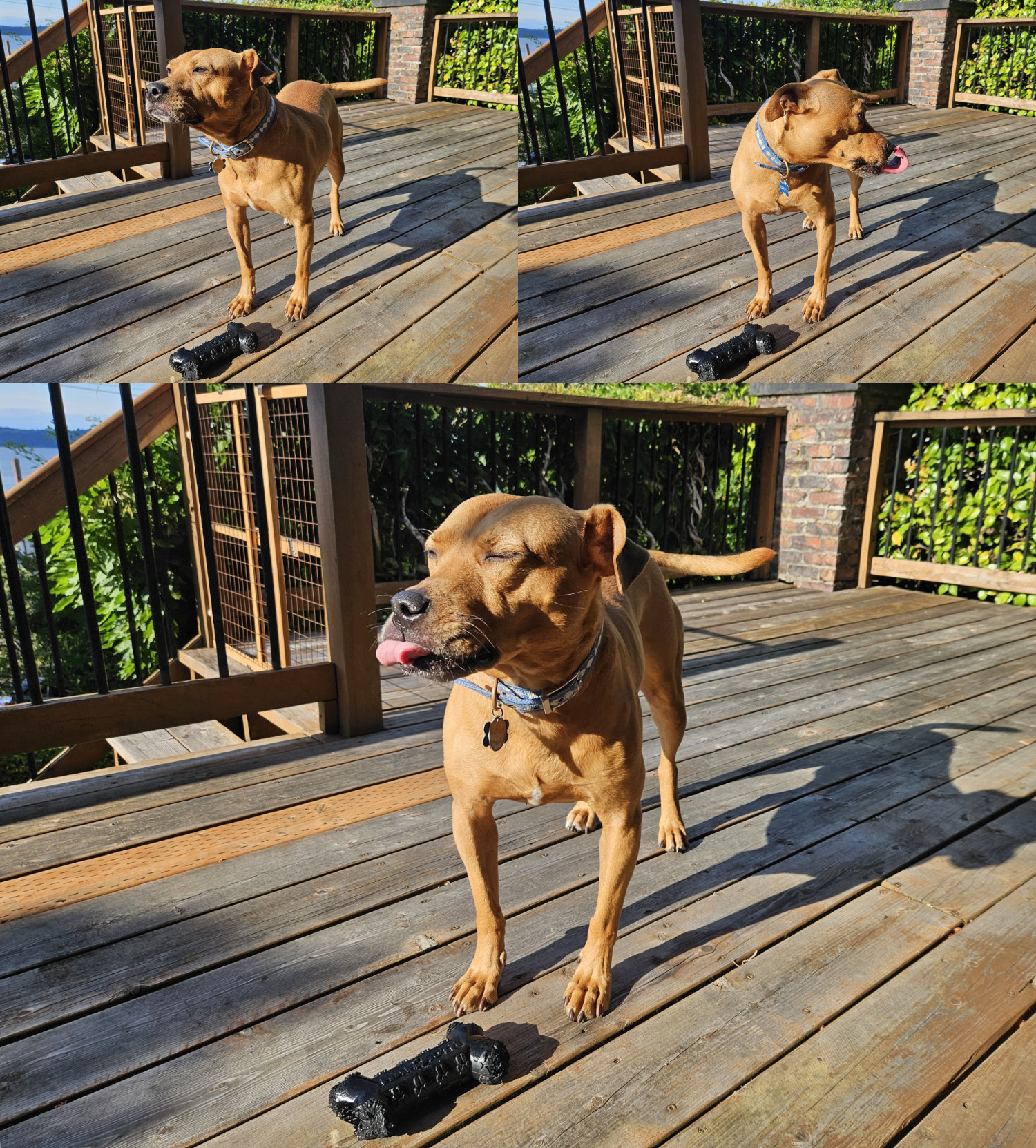 Barley, a dog, stands on a wooden deck in the late afternoon and faces the sun. She closes her eyes and extends her tongue, making a little blep. She then looks away from the sun and extends her tongue more fully, touching her nose.