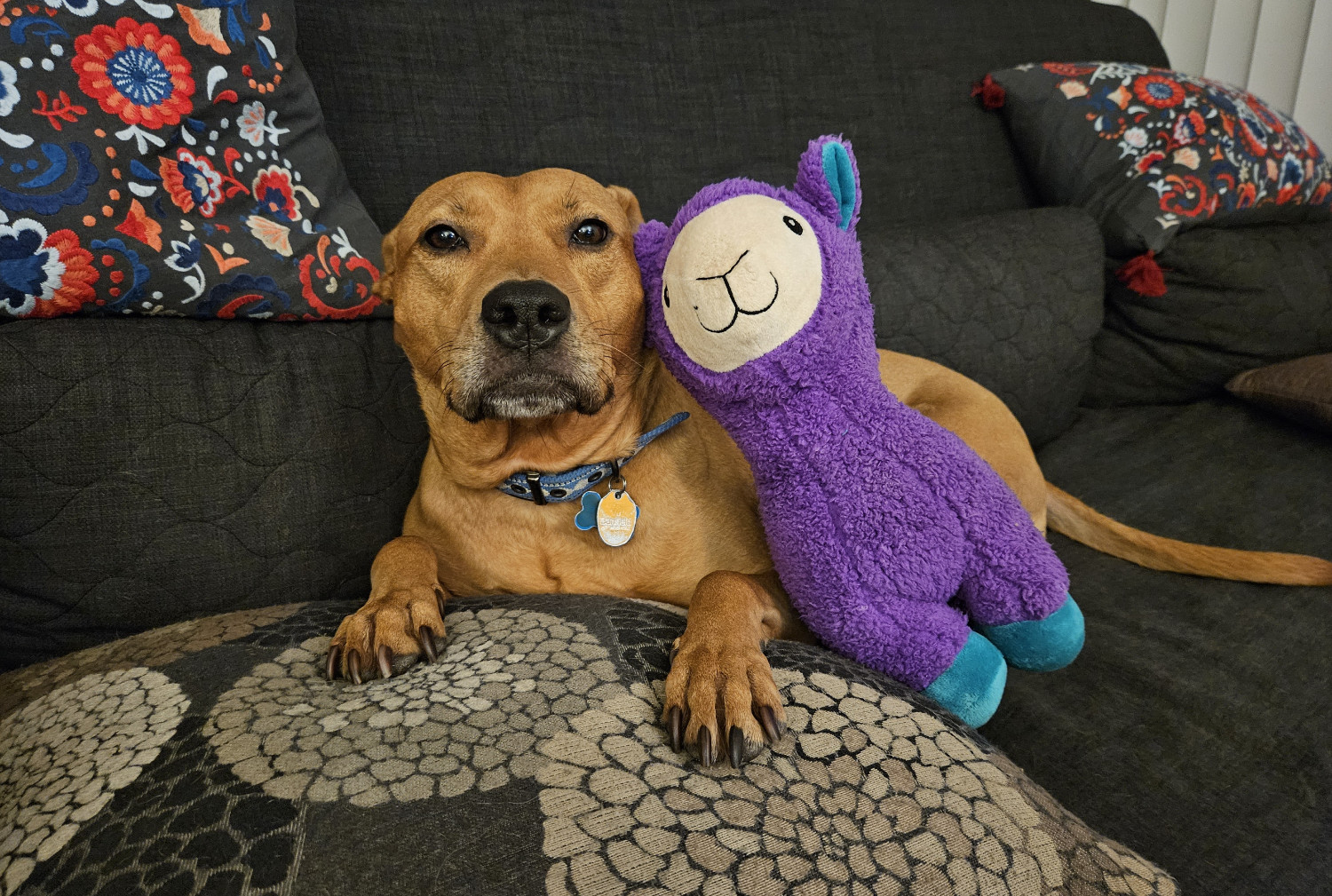 Barley, a dog, sits politely with a purple llama toy leaning affectionally against her, ear-to-ear.