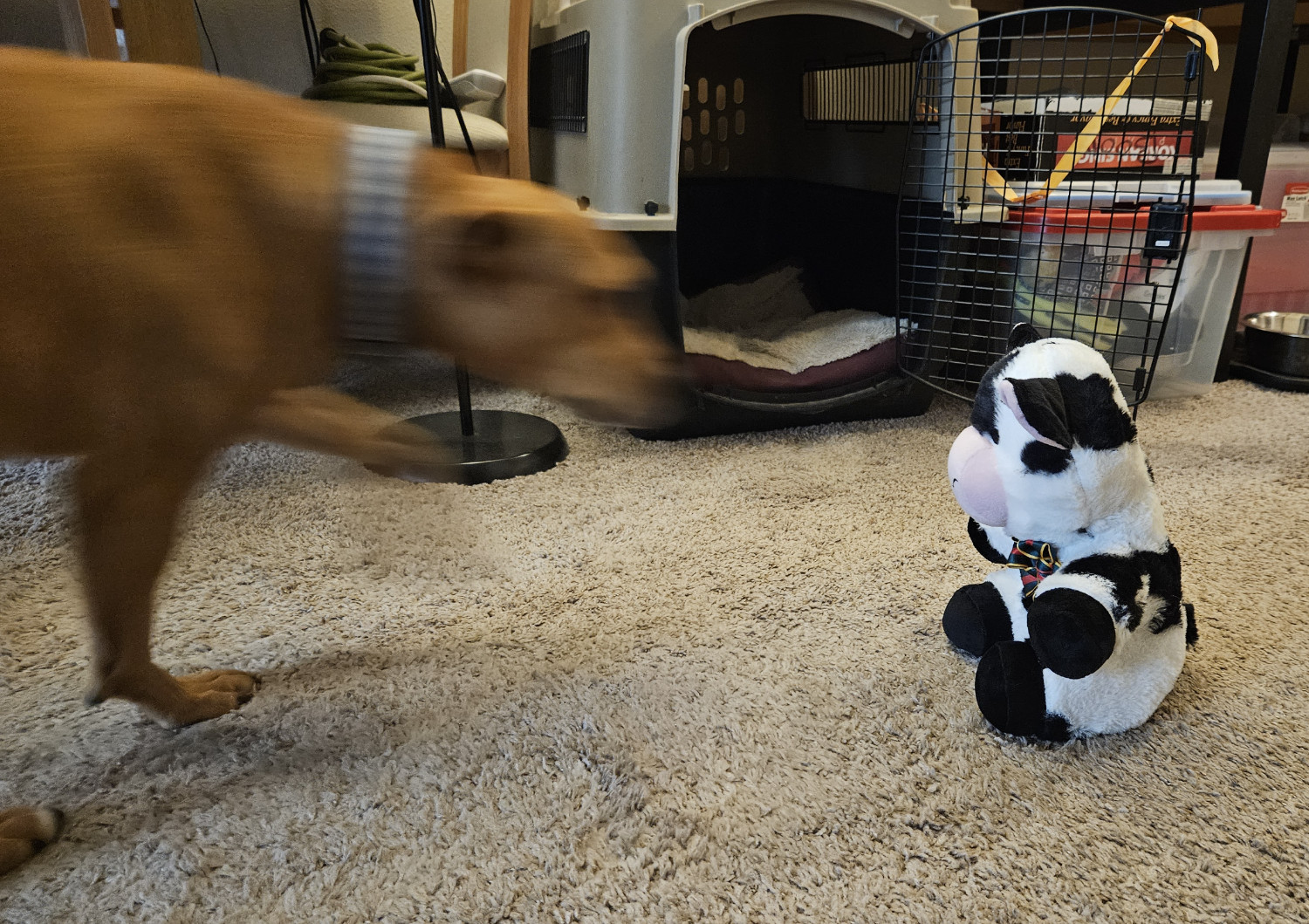 Barley, a dog, is a predatory blur rapidly approaching a plushie cow toy.