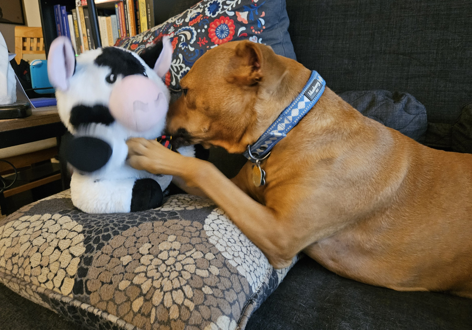 Barley, a dog, chomps and worries at her new cow toy, slapping it with one paw while holding it in place with the other.