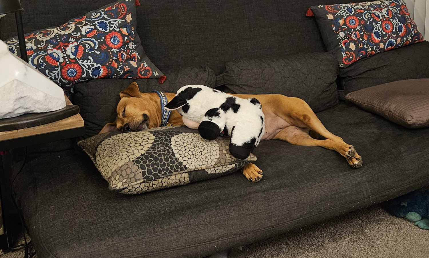 Barley, a dog, snoozes on the futon with her now-defeated cow, happily sleeping of the excitement of breaking the new toy in.