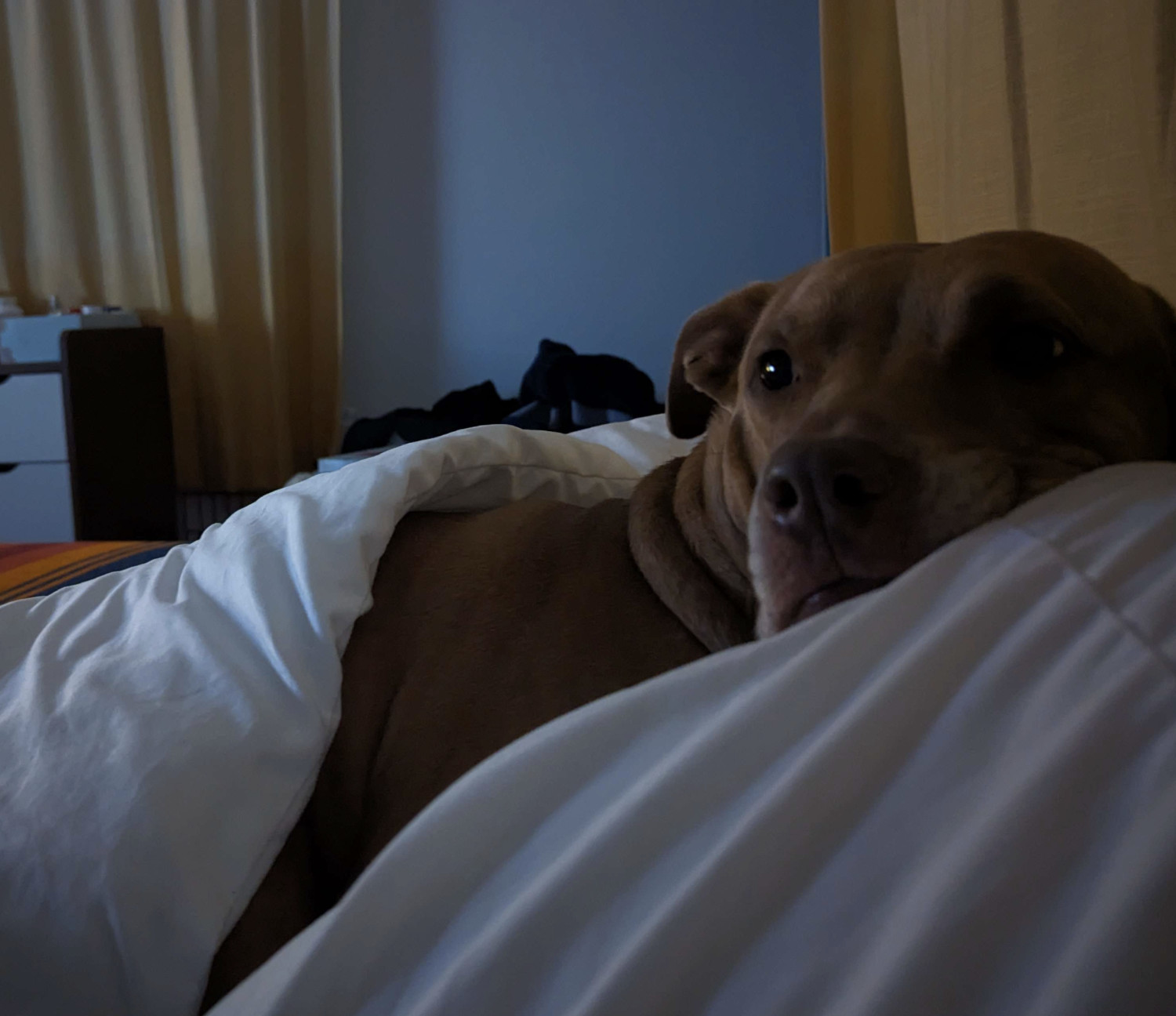 Juniper, a dog, is photographed in a bed from up close, her head reading on the pillow beside that of the photographer, tucked in a comforter up to her shoulder.