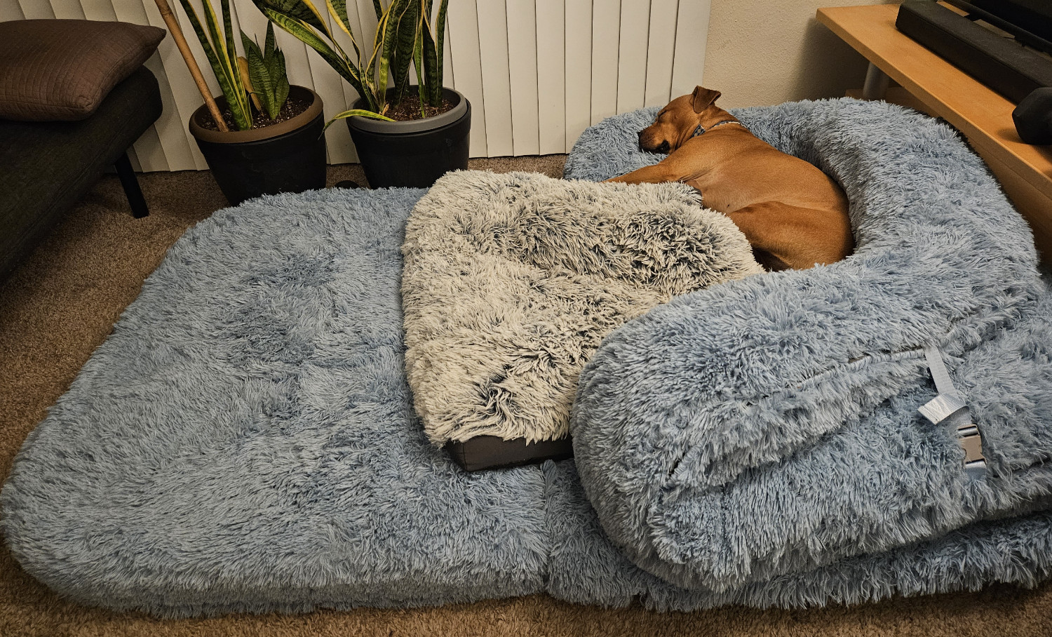 Barley, a dog, snoozes in the fluffy corner of her new, absurdly proportioned dog bed, whose surface area is perhaps four times that of her old bed.