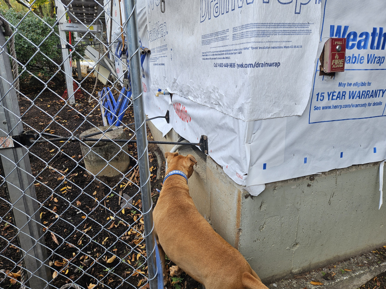 Barley, a dog, investigates a favorite crawlspace vent on a building that's been stripped of its siding.