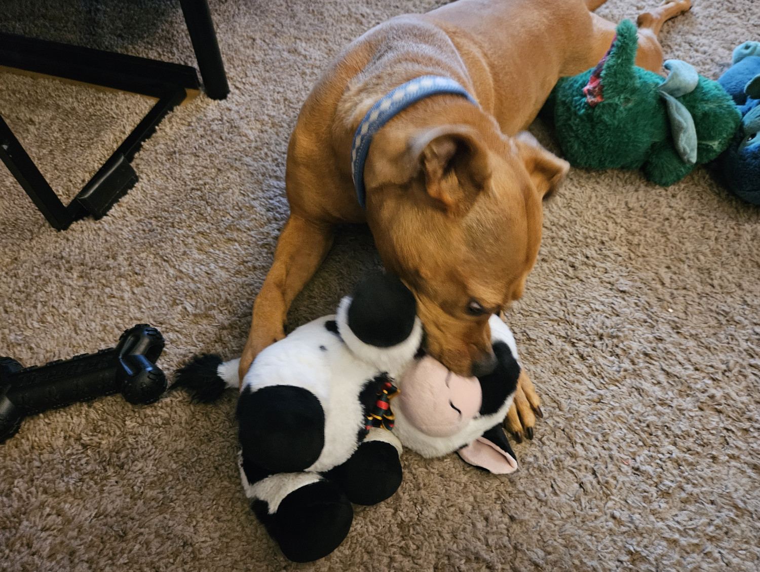 Barley, a dog, does a big chomp on her cow toy, getting so much of the neck in her mouth that she manages to cover part of the face.