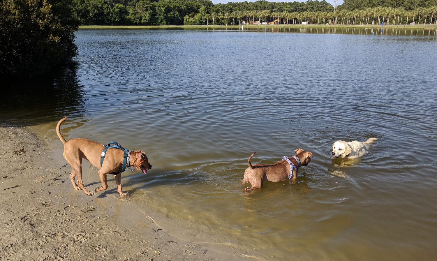 Juniper, a dog, wades out into the waters of a lake to give a golden lab a piece of her mind. Barley, another dog, happily observes from the shore.