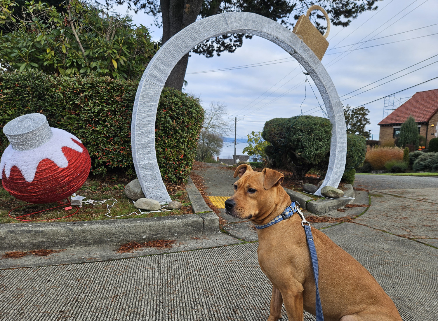 Barley, a dog, sits in front of some front lawn Christmas decorations, including a large ball ornament and an even larger arch that, confusingly, is a kind of figurative ball ornament.