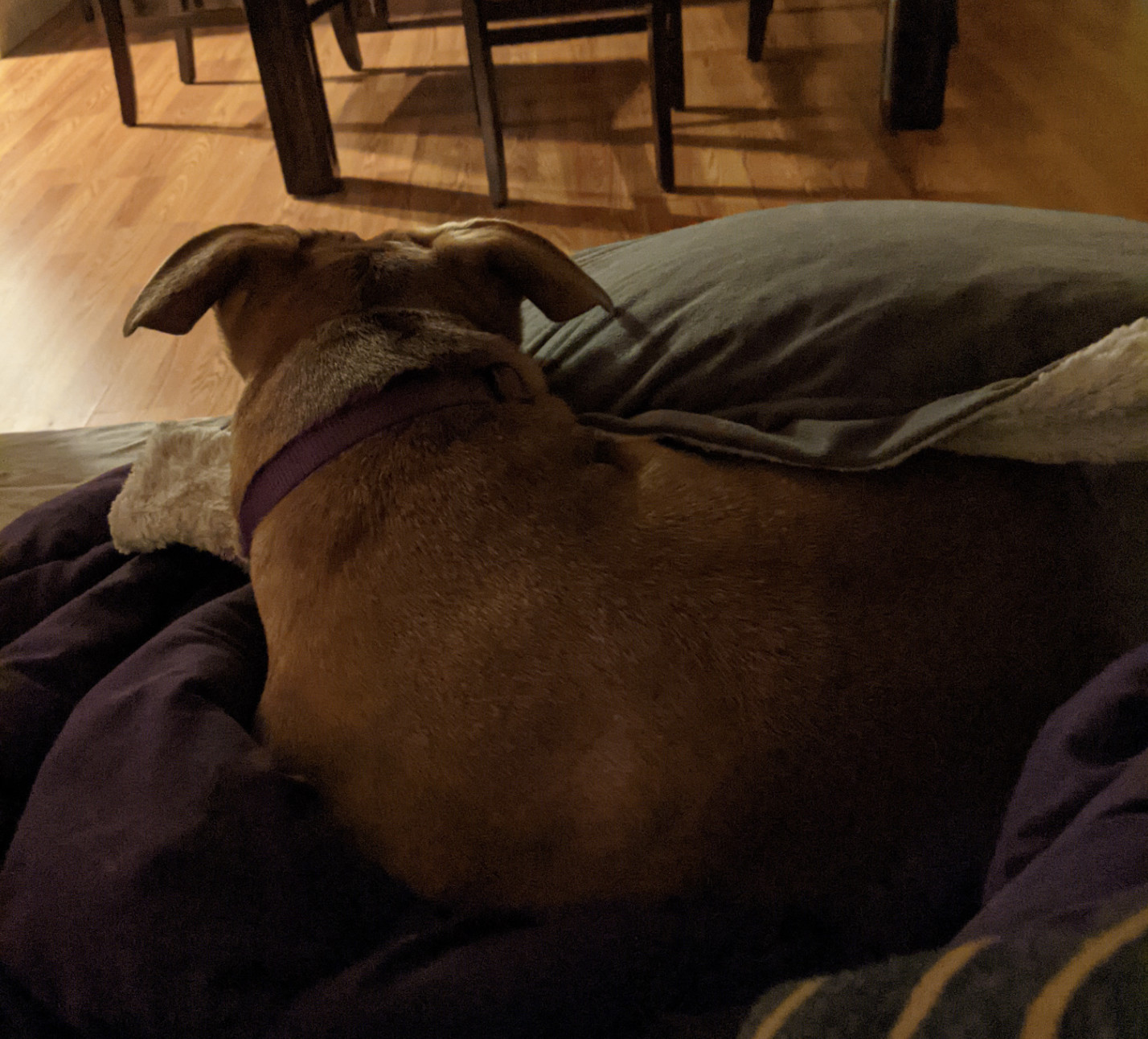 Juniper, a dog, is curled up on top of a comforter, her body partly covered by a pillow with a fuzzy pillowcase.