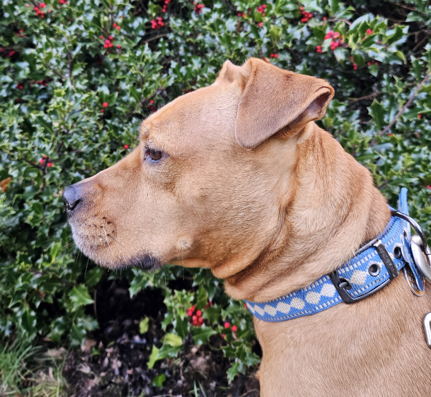 Barley, a dog, stands in front of a holly tree, its signature red berries visible on the branches.