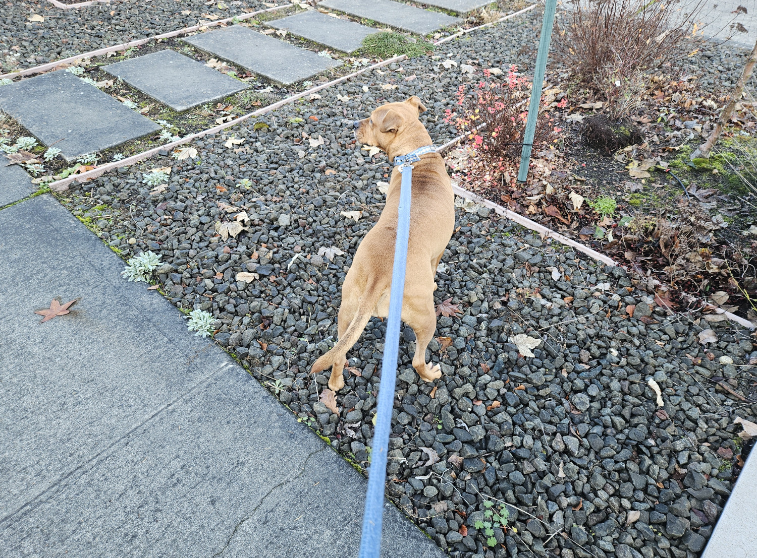 Barley, a dog, steps off the sidewalk onto a patch of small, rough stones in what appears to be a low-water yard.