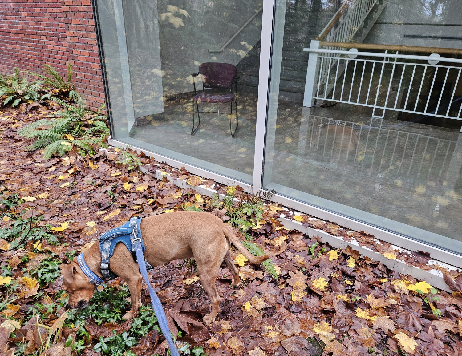 Barley, a dog, sniffs around among wet leaves outside an enormous floor-to-ceiling bank of windows looking into a spacious stairwell.