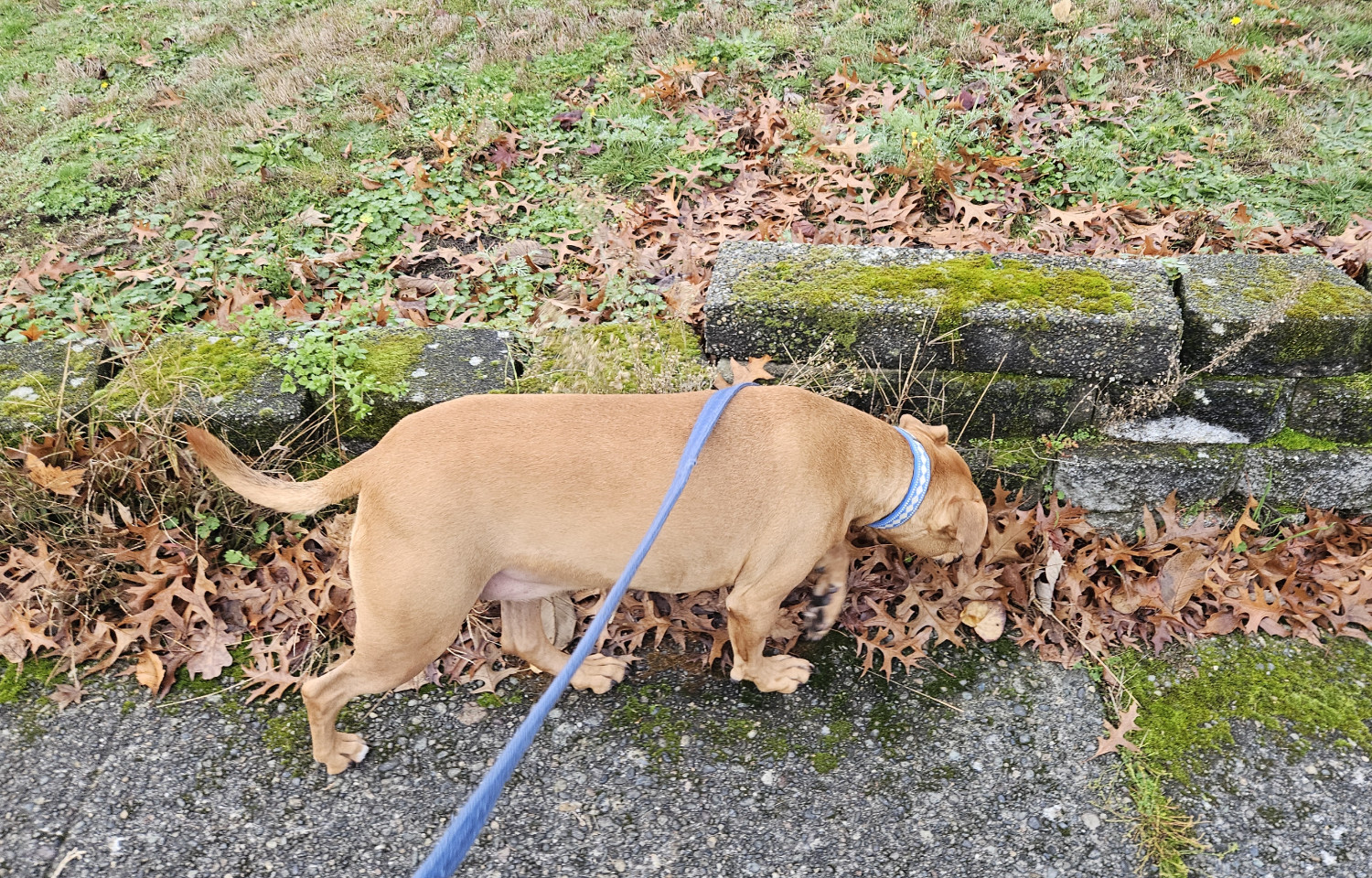 Barley, a dog, sniffs along the base of a wall built so low to the ground that she could step over it.