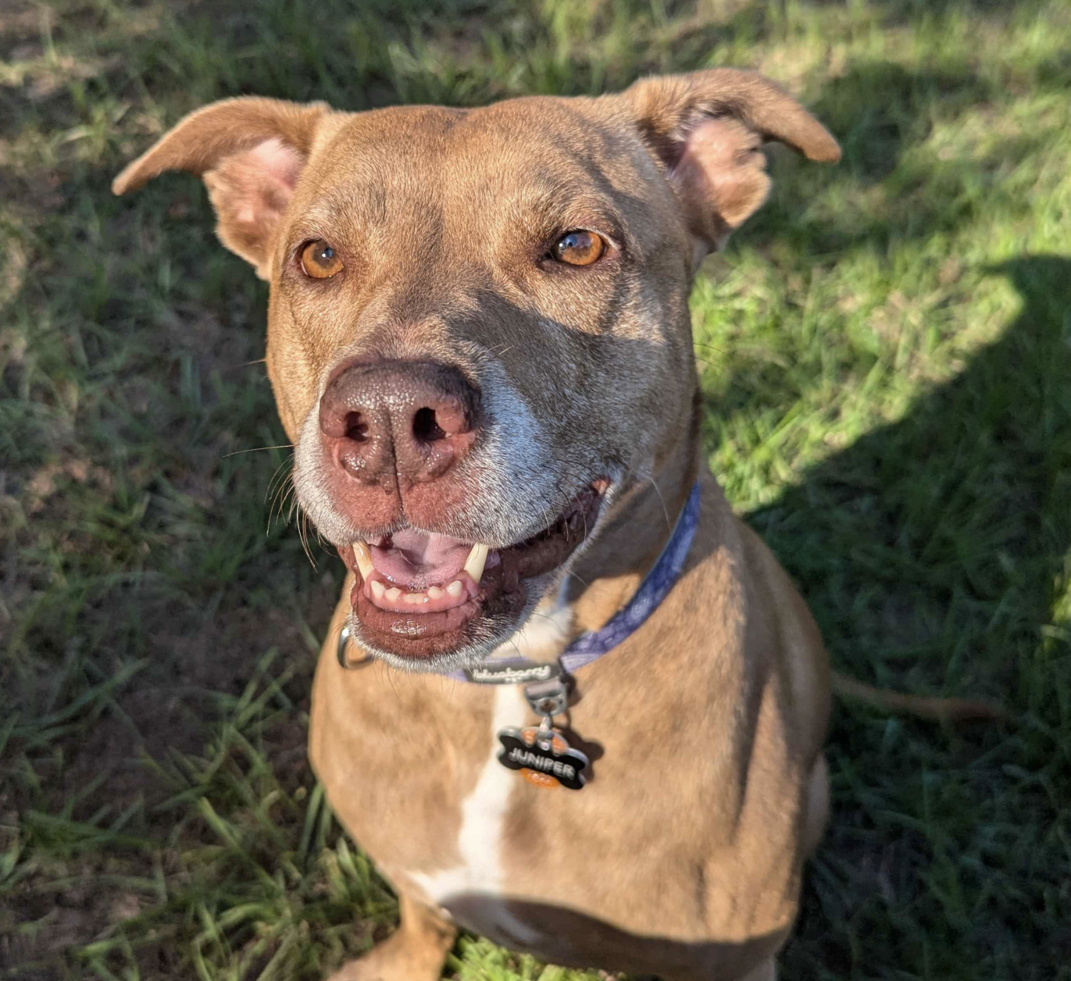 Juniper, a dog, is photographed up close as she faces the setting sun during back yard play.