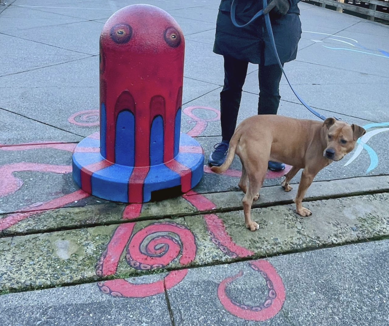 Barley, a dog, is photographed at a pier, next to a concrete bollard that has been painted to look like a giant pacific octopus.