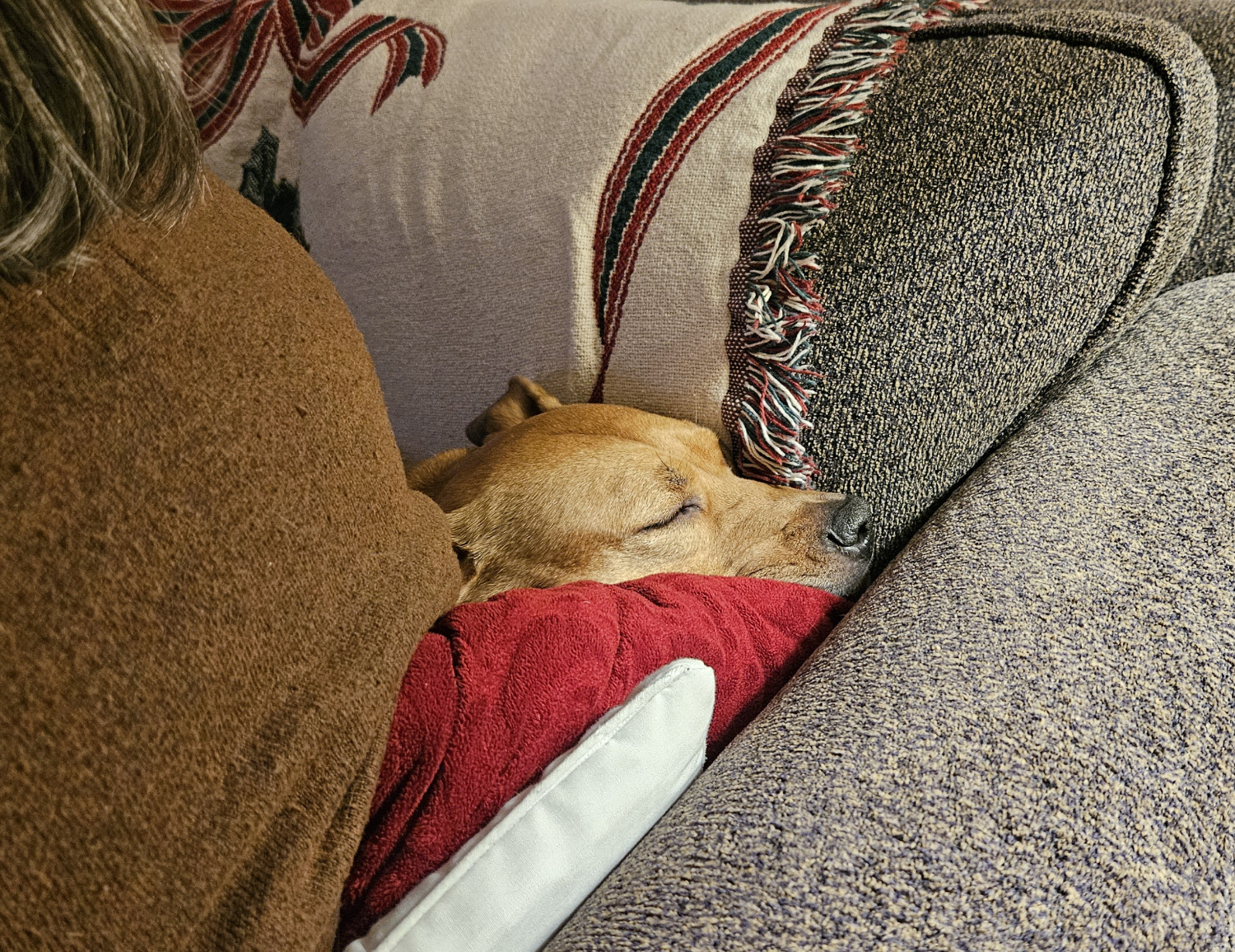 Barley, a dog, snoozes while fully wedged in between a human and the inner corner of a sofa.