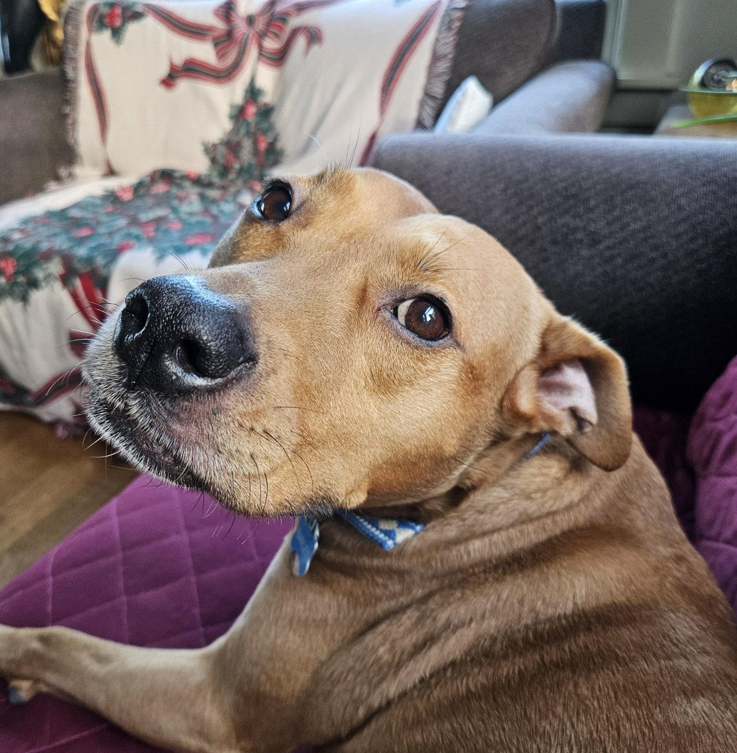 Barley, a dog, is photographed from up close as she turns toward the lens, producing a palpable fisheye effect that makes her big noggin look even bigger.