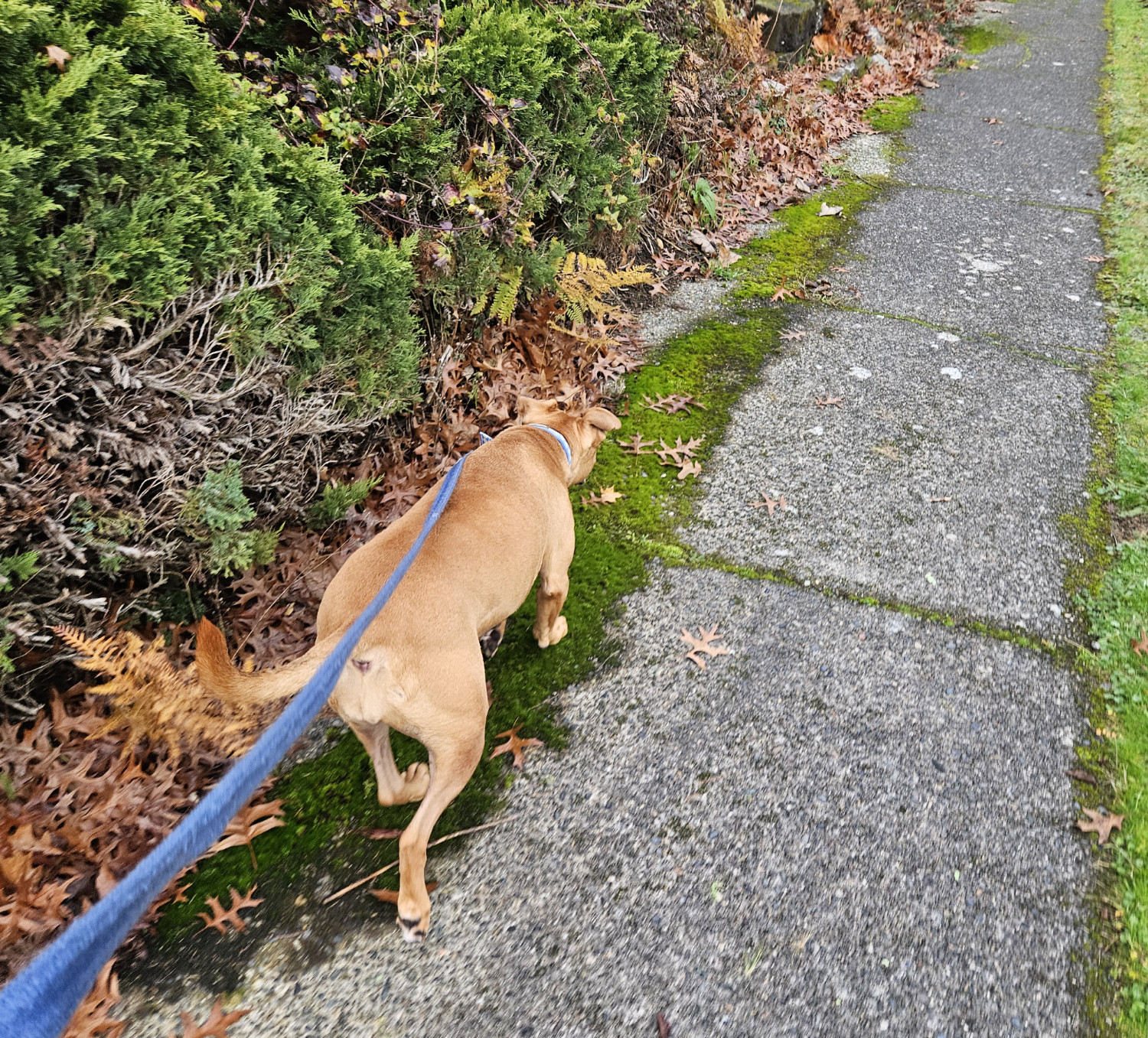 Barley, a dog, trots along a fringe of moss growing near the edge of the sidewalk.