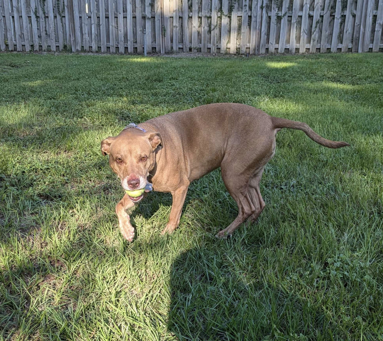 Juniper, a dog, is photographed in a fenced yard, caught in mid-turn as she returns a tennis ball to the photographer.