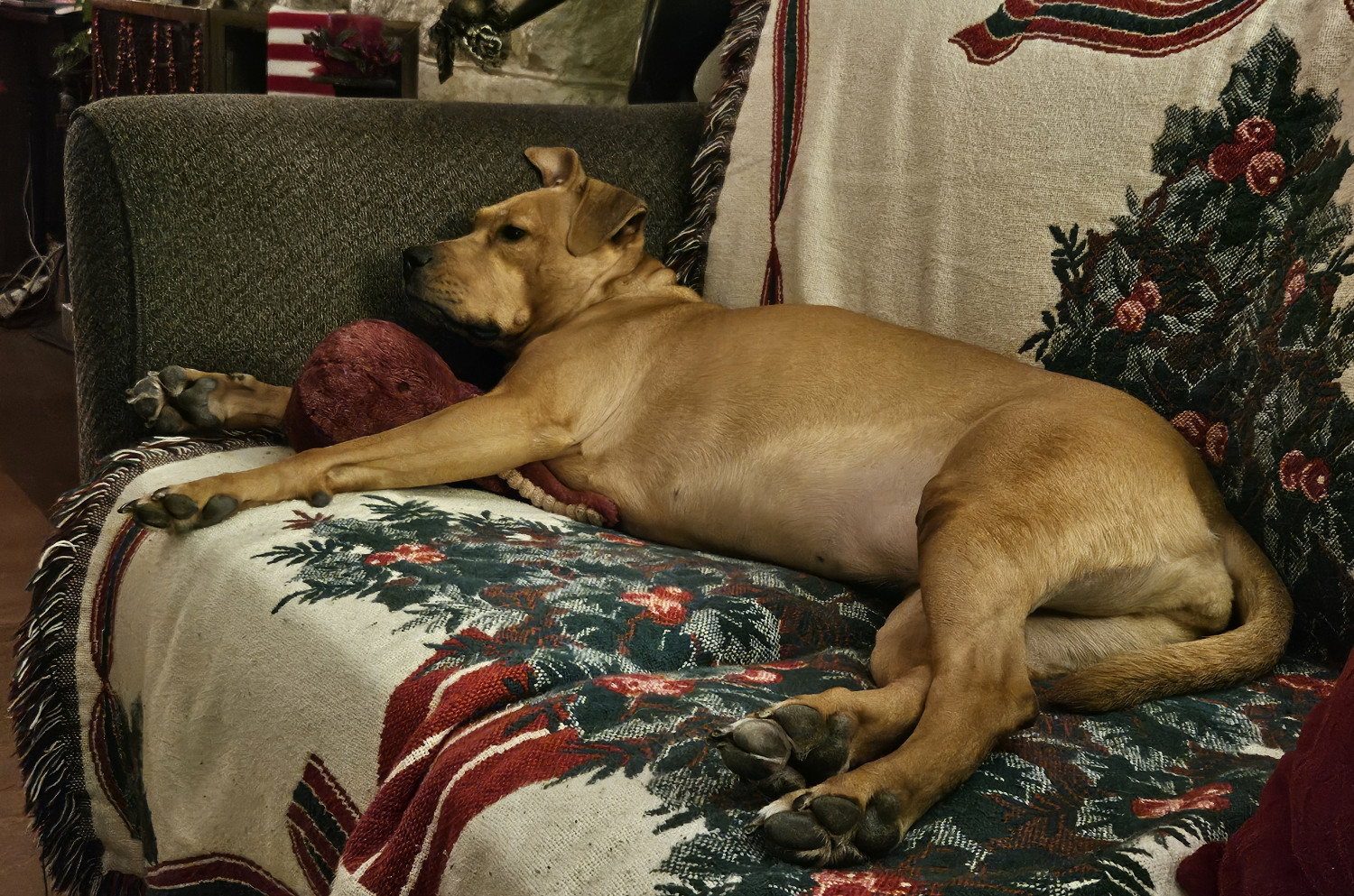 Barley, a dog, lies flopped onto a sofa, awake but seeming rather bored.