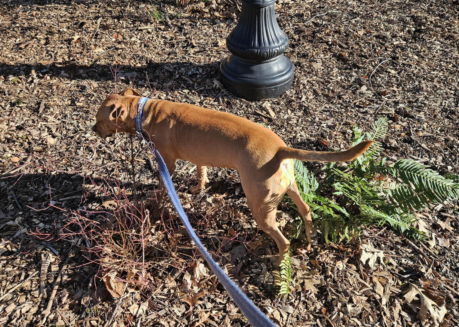 Barley, a dog, stands amid mulch and shrubbery on a sunny winter's day.