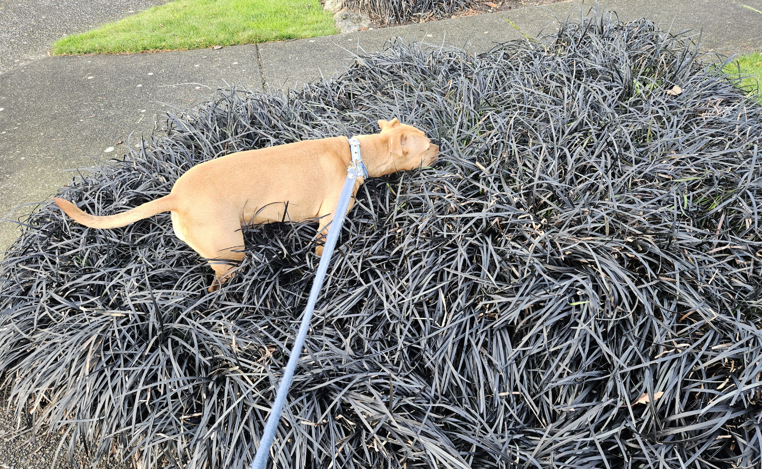 Barley, a dog, tromps her way through a large shrubby patch of plants with long, black leaves.